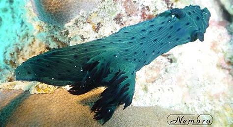 Nembrotha Milleri A Polyceridae Find In Reunion Island Indian Ocean