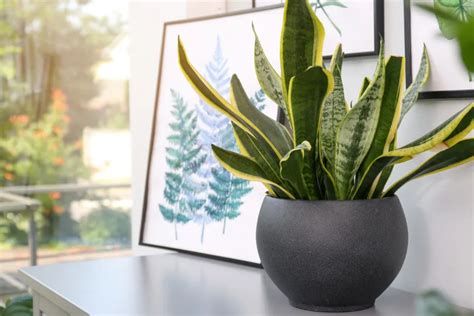 Sansevieria Trifasciata Gu A De Cuidados