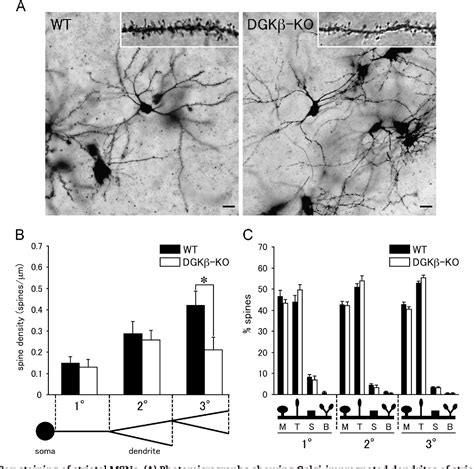 Figure From Involvement Of Diacylglycerol Kinase In The Spine