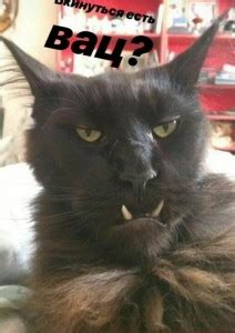 упоротые коты - Создать мем - Meme-arsenal.com