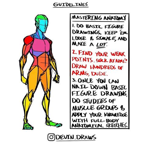 Art Tips And Tutorials D On Instagram Anatomy Guidelines Creds