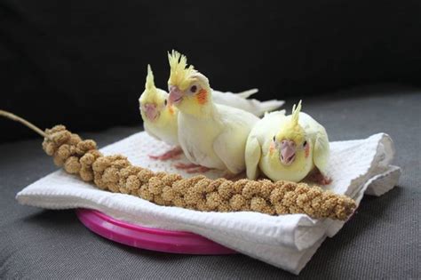 4 Week Old Lutino Pearl Pied Cockatiels Courtesy Of Henny De Vries