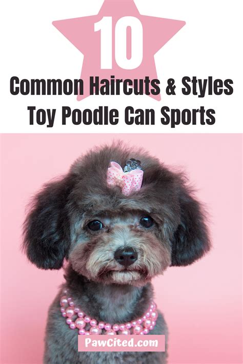 10 Common Haircuts & Styles Toy Poodle Can Sports | Toy poodle haircut ...