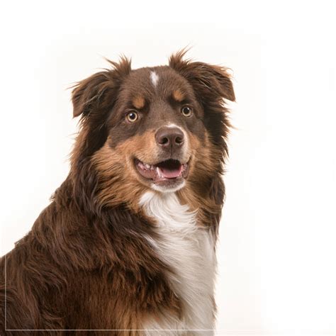Photographe Canin Dans Le 94 Berger Australien Studio Mir Studio