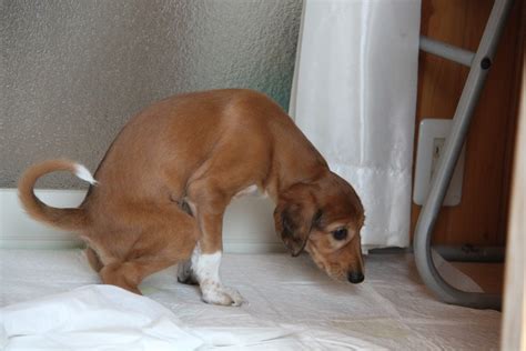 あなたにも絶対できる！犬にトイレを教えるしつけ方と裏技｜あおぞらドッグラン