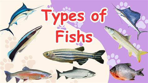 Different Types Of Fishes And Its Names Colorful Fish All Types Of