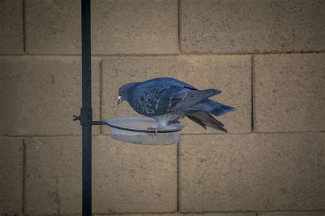 Arizona Bird Lovers Should Be Cautious As Avian Flu Spreads Arizona