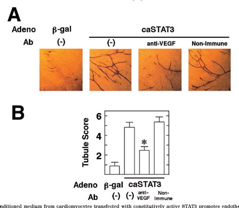 Figure 2 From Cardiac Specific Activation Of Signal Transducer And