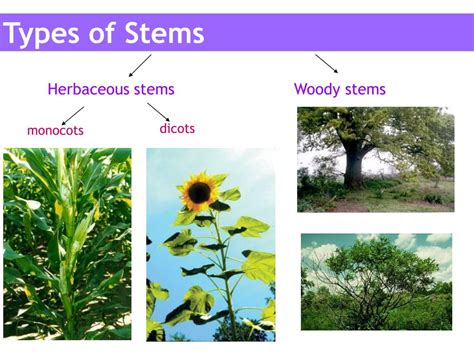 Ppt Stem Powerpoint Presentation Free Download Id 5312163