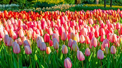 Keukenhof Flower Fields Tour | Best Flower Site