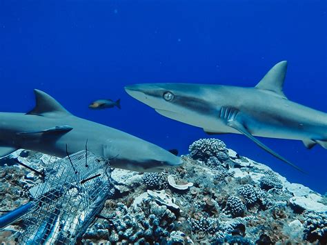 Reef sharks around the world are in trouble | Popular Science