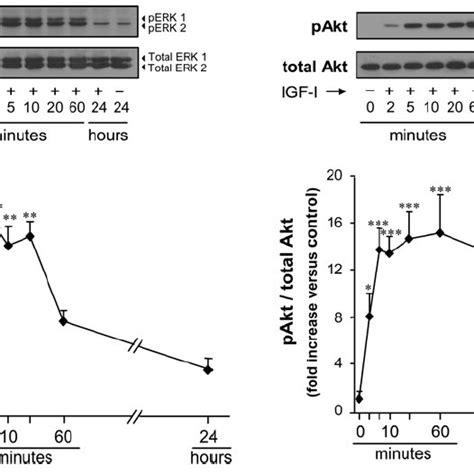 Gh Activates Mapk And Pi K Dependent Signaling Pathways In Primary