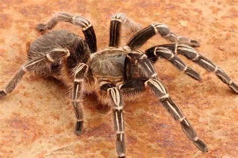 10 Best Pet Tarantulas For Beginners Pictures Wildlife Informer