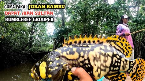 Ikan Mahal Mancing Ikan Kerapu Emas Bumblebee Grouper Ikan Sultan