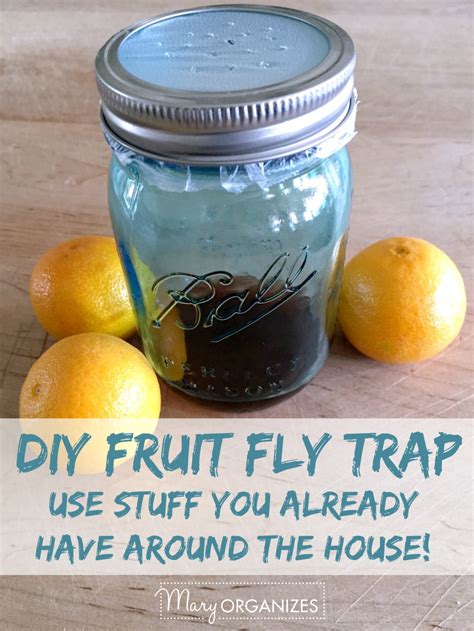 Get Rid Of Fruit Flies For Good