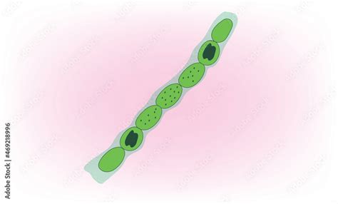 Biological illustration of Nostoc (cyanobacteria structure) Stock ...