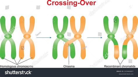 Crossing Over Between Nonsister Chromatids Homologous Stock Vector