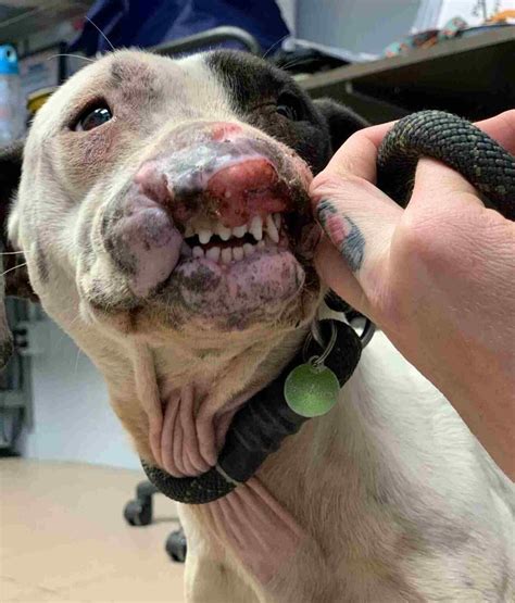 En Un Parque Cercano Se Encuentra Un Perro Abandonado Con Una Cara