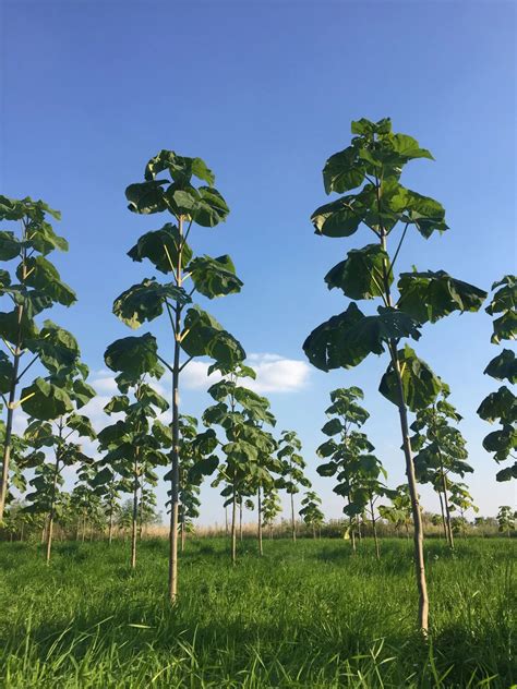 Павловния войлочная семена, Paulownia Tomentosa - Лесосад