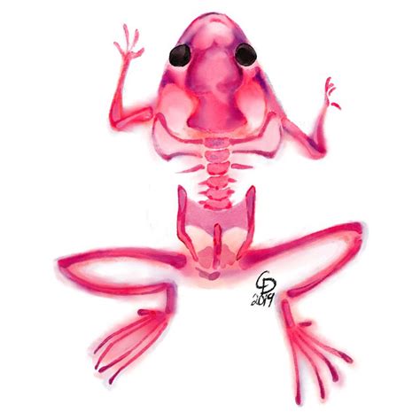 Diaphonized Specimens | Art inspiration, Anatomy art, Illustration art