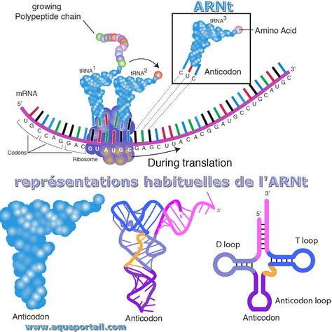 ARNt ARN de transfert définition et explications