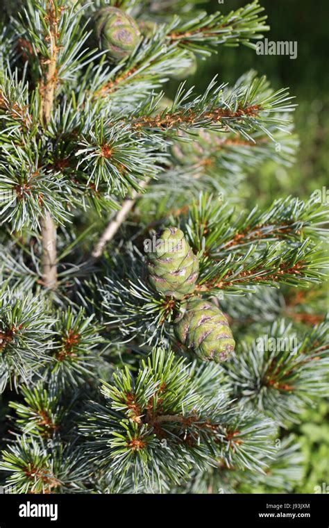 Pine Conifers Plant Tree Park Garden Wood Pine Bavaria Small