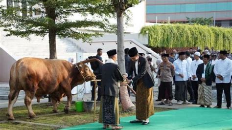 Sapi Kurban Jokowi Jadi Tontonon Warga Disembelih Besok Di Islamic