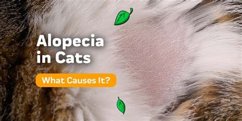 Alopecia In Cats Innovet Pet