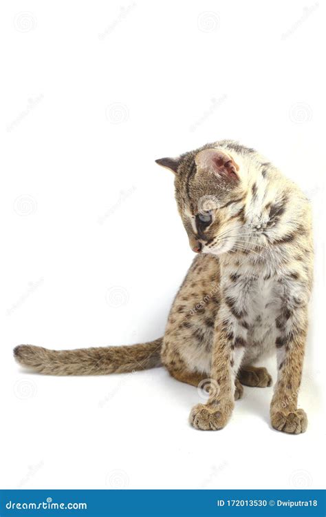 The Asian Leopard Cat Or Sunda Leopard Cat Prionailurus Bengalensis ...