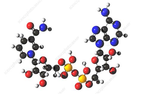 NADH molecule - Stock Image - C017/6513 - Science Photo Library