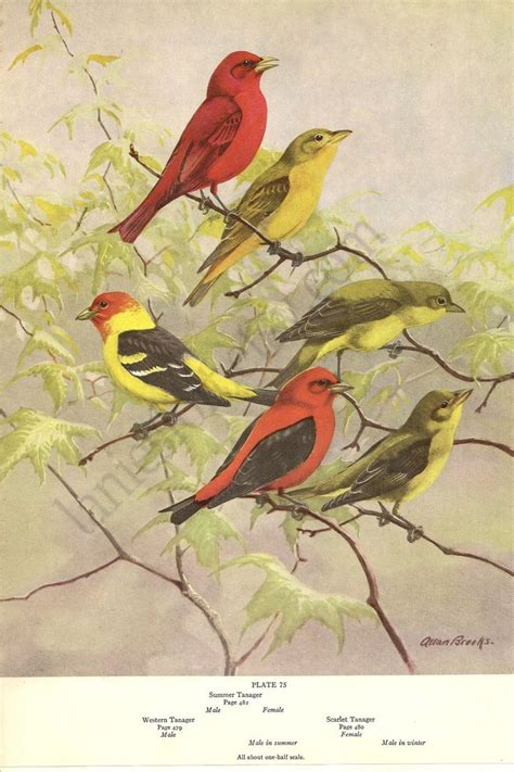 A Group Of Birds Sitting On Top Of A Tree Branch