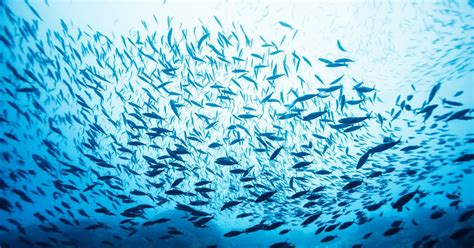 The Art of Electrofishing: A Sustainable Approach to Fish Population ...