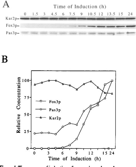 Figure 1 From Giant Peroxisomes In Oleic Acid Induced Saccharomyces