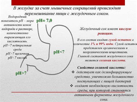 Пищеварение в желудке и кишечнике. Регуляция пищеварения - презентация ...
