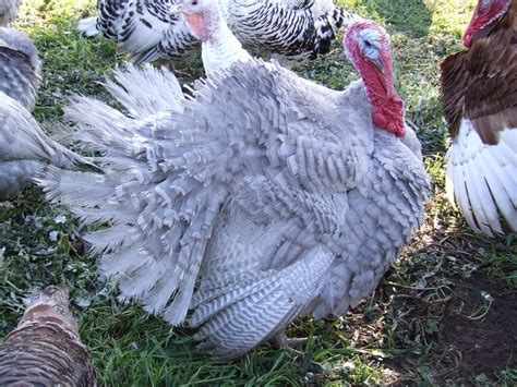 Recessive Slate Porter S Rare Heritage Turkeys In 2020 Raising