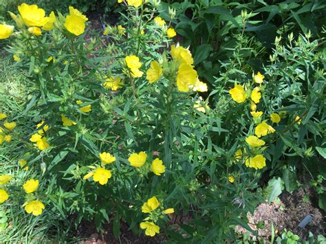 Oenothera Fruticosa Sundrop In June Second Year June Bloom Flowers