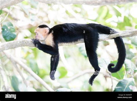 White Faced Capuchin Cebus Capucinus By Manuel Antonio Beach Manuel