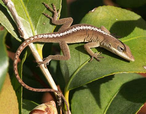 Florida Wildlife Plant Management In Florida Waters An Integrated Approach University Of