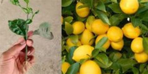 The Easiest Way To Grow Lemons From Lemon Cuttings A Step By Step Guide Natural Garden Tips