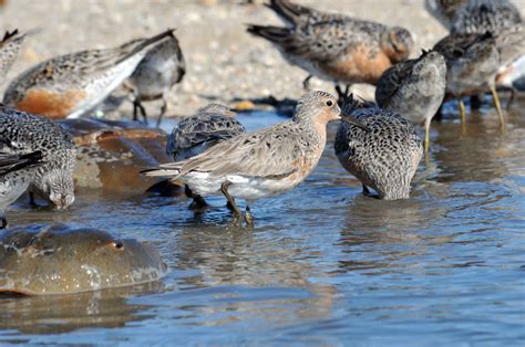 Free picture: red, knot, birds, horseshoe, crab, calidris canutus rufa, limulus polyphemus