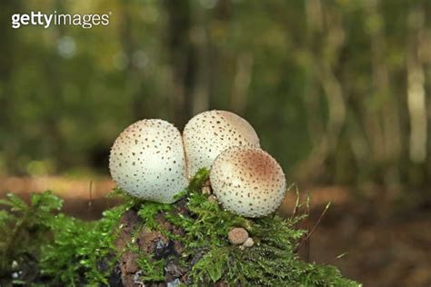 Vesse De Loup Common Puffball Lycoperdon Perlatum