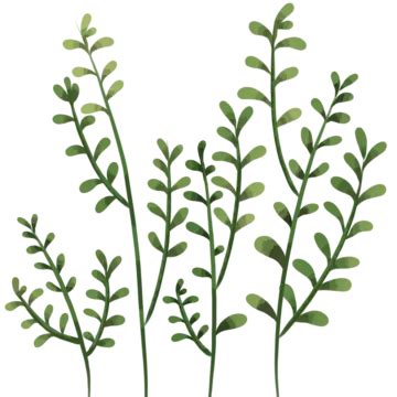 Decorative Plants Decorative Plant Art PNG Transparent Clipart Image