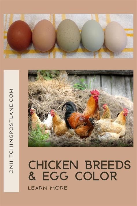 Chicken Breeds & Egg Color | Hühner, Straußenei, Enten