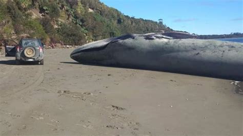 Encuentran Enorme Cet Ceo Varado Muerto En Playa De Ancud Se Tratar A