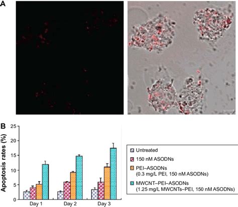 Apoptosis Of Hela Cells By Asodns Treatments Notes A Confocal