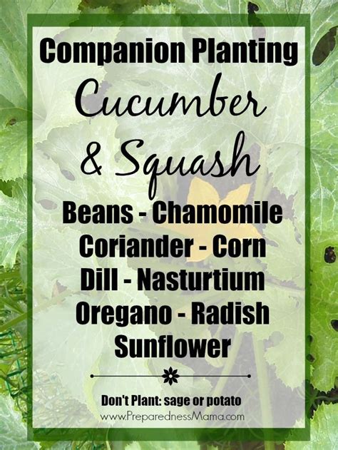 Companion Planting Basics Preparednessmama Companion Planting