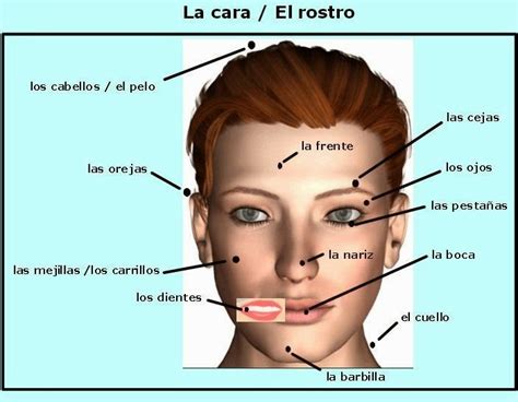 Las Partes De La Cara