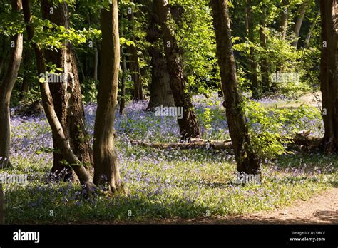 Bluebell Woods Uckfield East Sussex England Uk Stock Photo Alamy