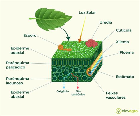 Anatomia foliar mesófilo