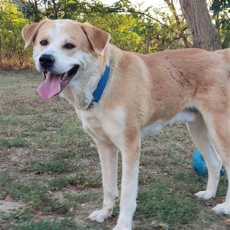 Akita Mixes 43 Enchanting Hybrid Dogs